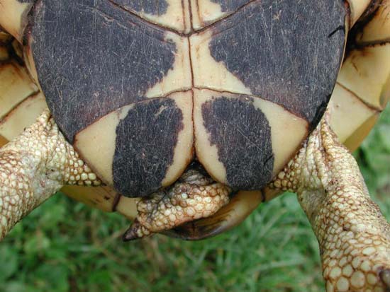 Foto Tartarughe Di Terra Maschio E Femmina